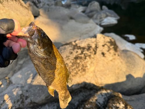 スモールマウスバスの釣果