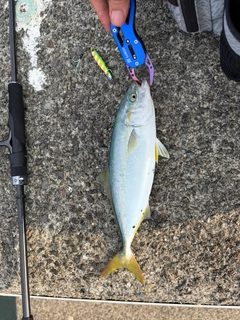 ショゴの釣果