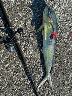 シイラの釣果