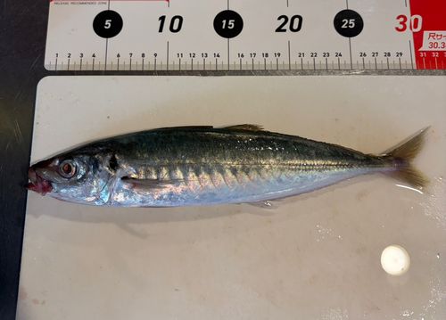 マルアジの釣果