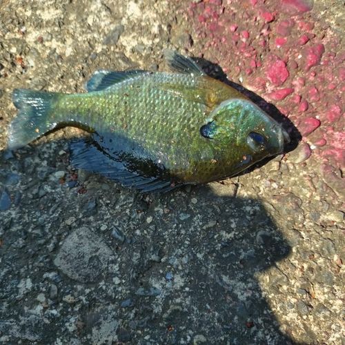ブルーギルの釣果