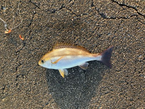 イサキの釣果