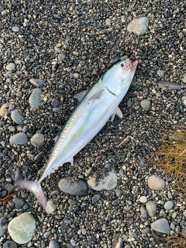 ソウダガツオの釣果