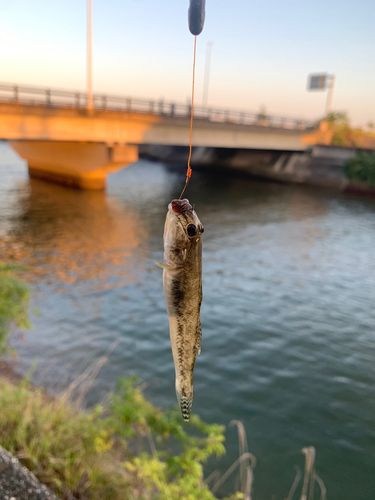 ハゼの釣果
