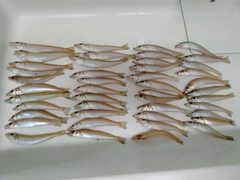 キスの釣果