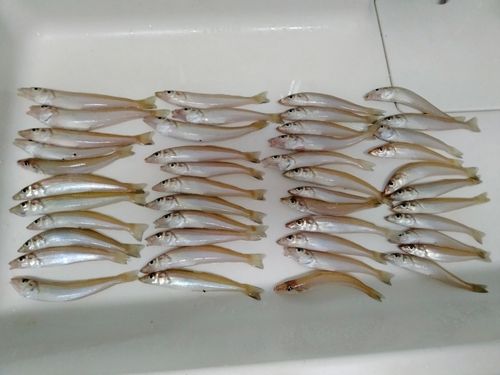 キスの釣果