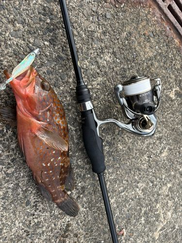 キジハタの釣果