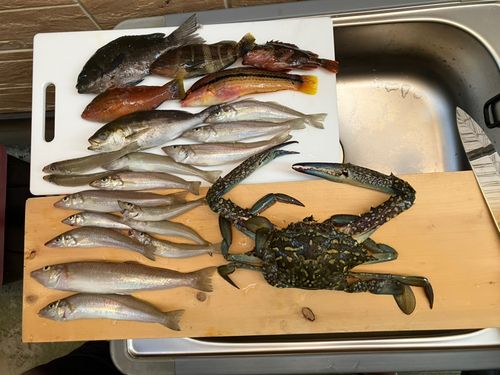 キスの釣果