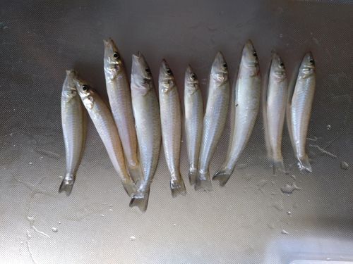 キスの釣果