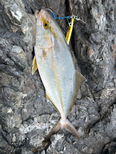 ネリゴの釣果