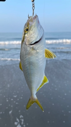 ショゴの釣果
