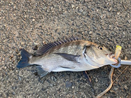 チヌの釣果