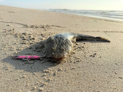 マゴチの釣果