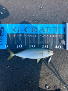 ワカシの釣果