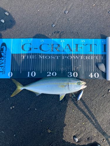 ワカシの釣果