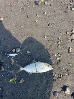 ショゴの釣果