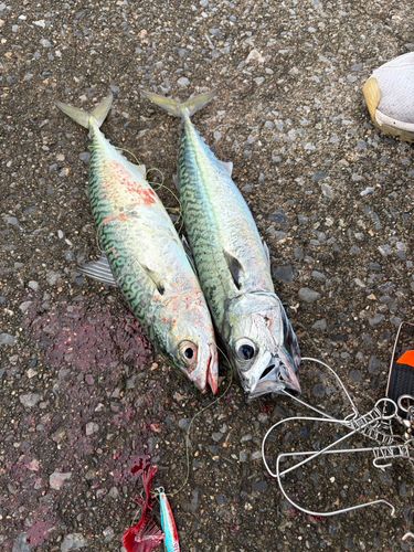 サバの釣果