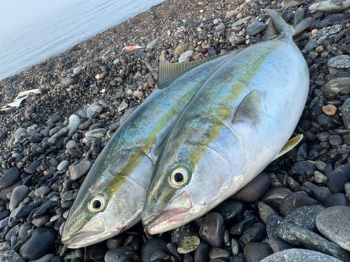 イナダの釣果