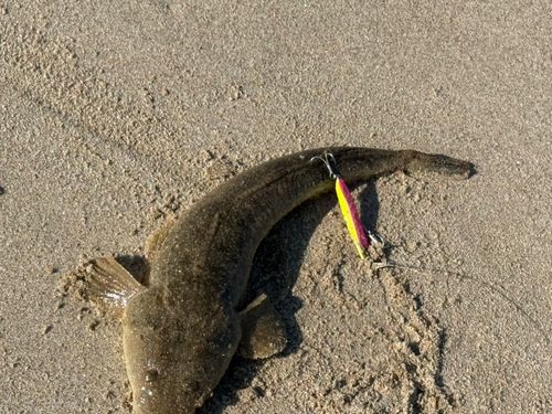 マゴチの釣果