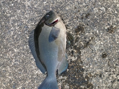 メジナの釣果