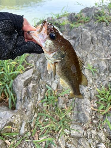 ラージマウスバスの釣果