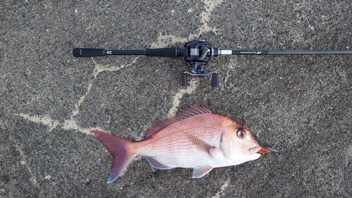 マダイの釣果