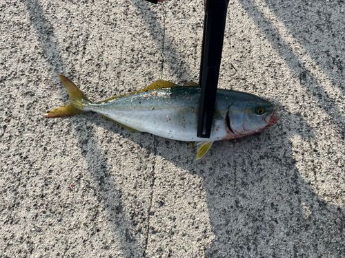ワカシの釣果