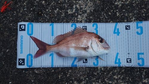 マダイの釣果