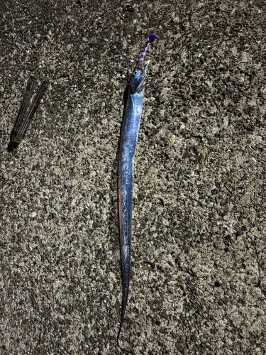 タチウオの釣果