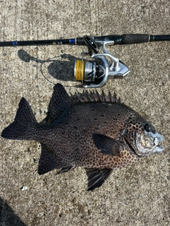 イシガキダイの釣果