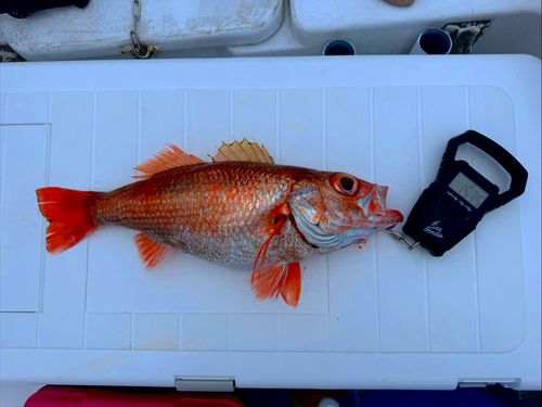 アカムツの釣果