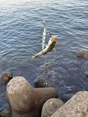 サバの釣果