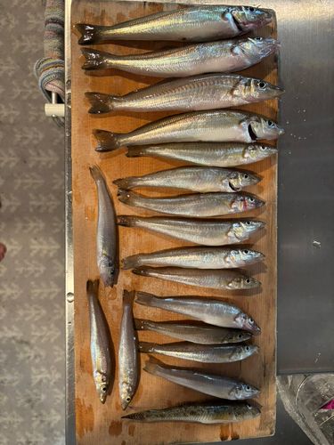キスの釣果