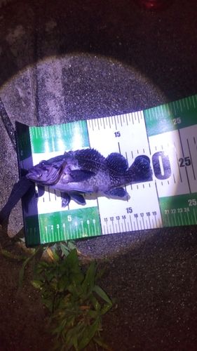 クロソイの釣果