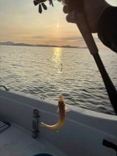 キスの釣果
