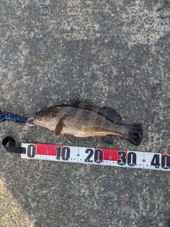チャイロマルハタの釣果