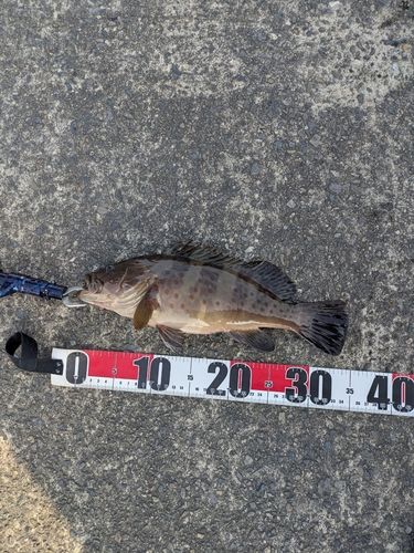チャイロマルハタの釣果
