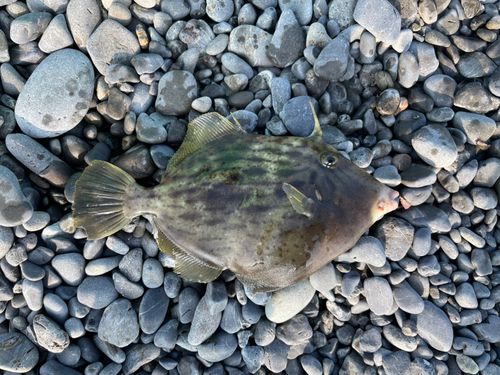 カワハギの釣果