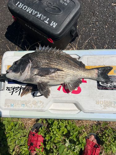 クロダイの釣果
