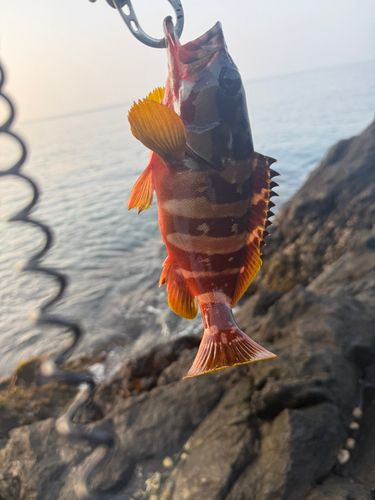 アカハタの釣果