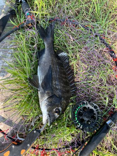 チヌの釣果