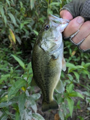 ラージマウスバスの釣果