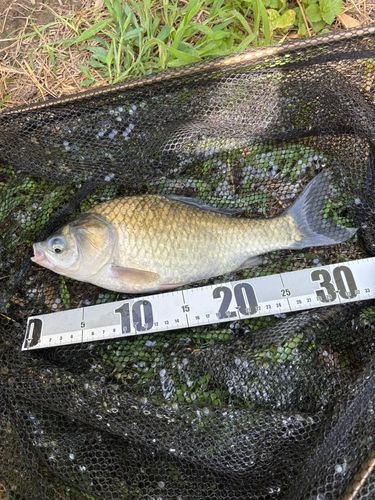 ヘラブナの釣果