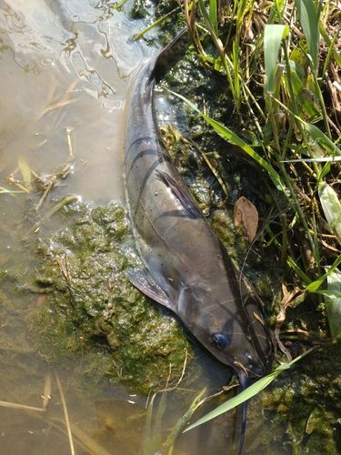 アメリカナマズの釣果