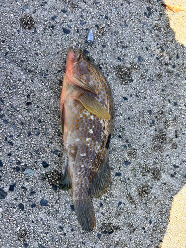 アコウの釣果
