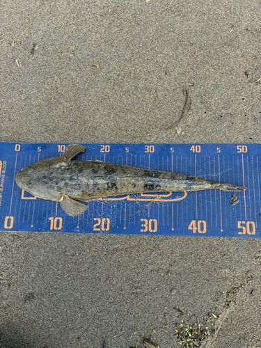 マゴチの釣果