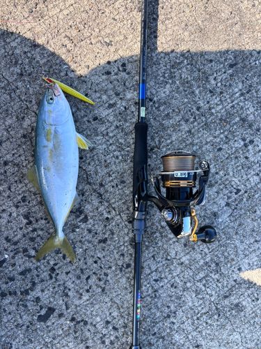 ヤズの釣果