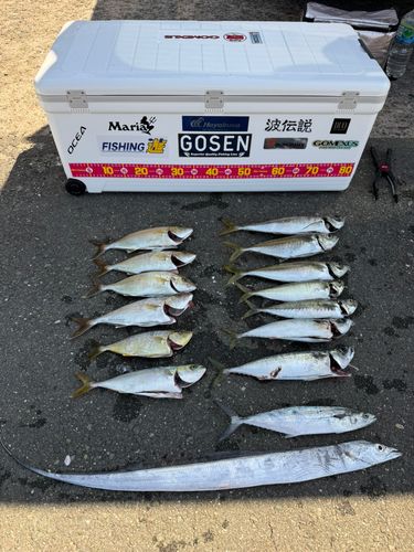 アジの釣果