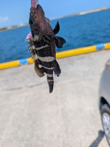 アオハタの釣果