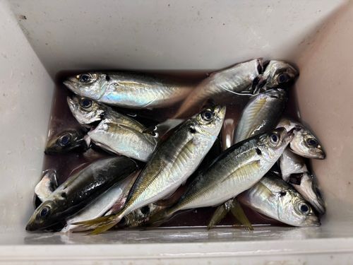 アジの釣果